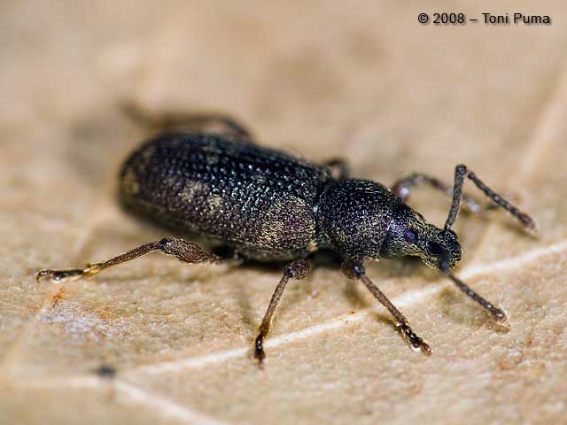 Piccolo curculione (Otiorhynchus?)